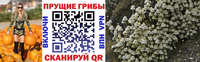 Купить  Новопавловск  Галлюциногенные грибы Magic Shrooms 
